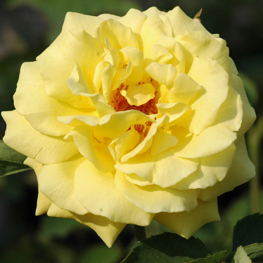 Bilde av Goldstern-Spanne Plantesalg