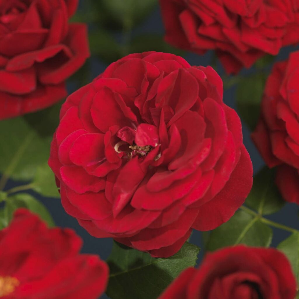 Bilde av Santana®-Spanne Plantesalg
