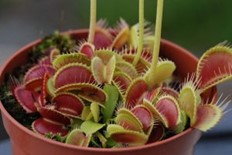 Dionaea muscipula - en av naturens mirakler