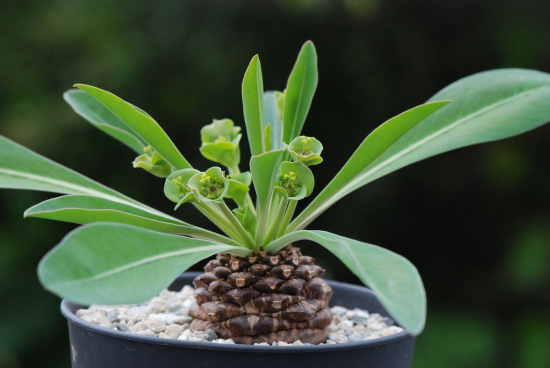 En uvanlig caudex plante-Euphorbia bupleurifolia