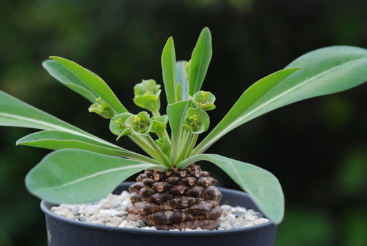 En uvanlig caudex plante-Euphorbia bupleurifolia