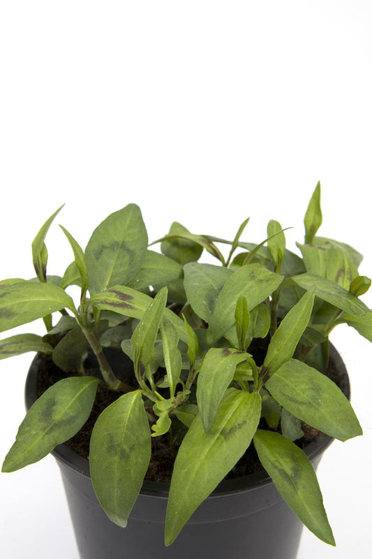 Bilde av VIETNAMESISK KORIANDER-Spanne Plantesalg