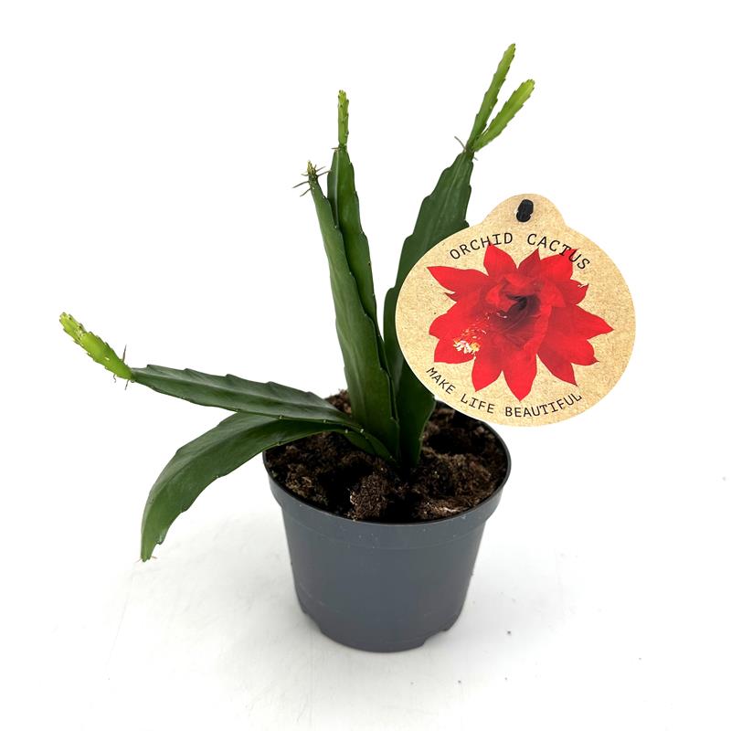 Bilde av EPIPHYLLUM ORCHID CACTUS-Spanne Plantesalg