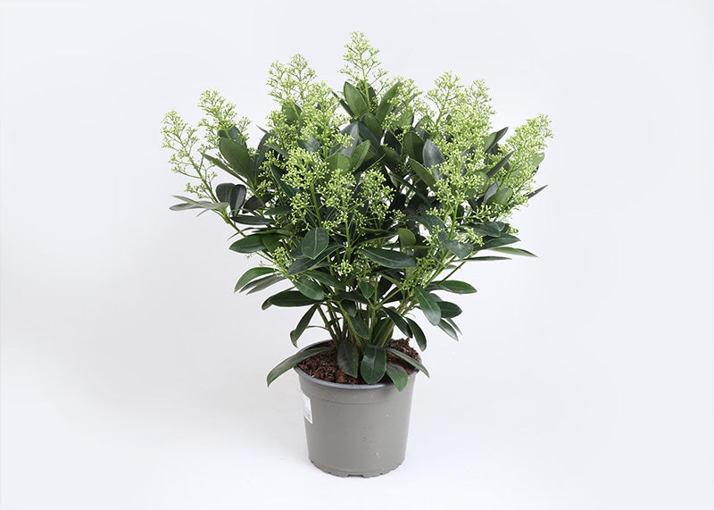 Bilde av SKIMMIA J.'WHITE GLOBE'-Spanne Plantesalg