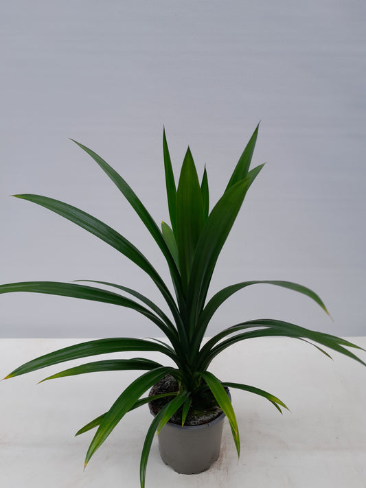 Bilde av PANDANUS VEITCHII-Spanne Plantesalg