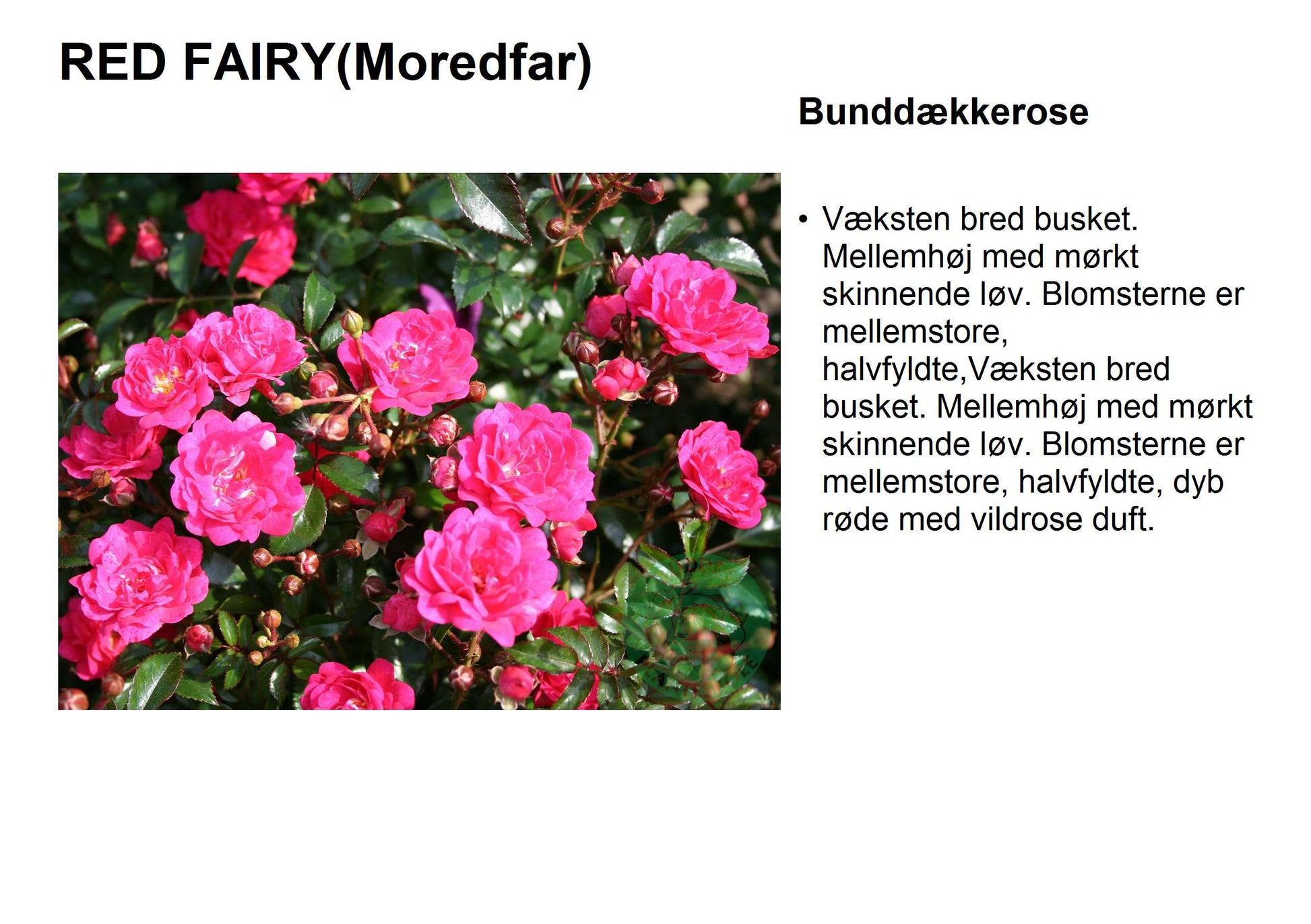 Bilde av Red Fairy-Spanne Plantesalg