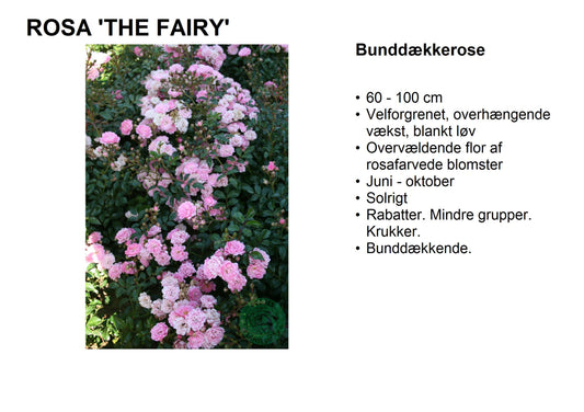 Bilde av The Fairy-Spanne Plantesalg