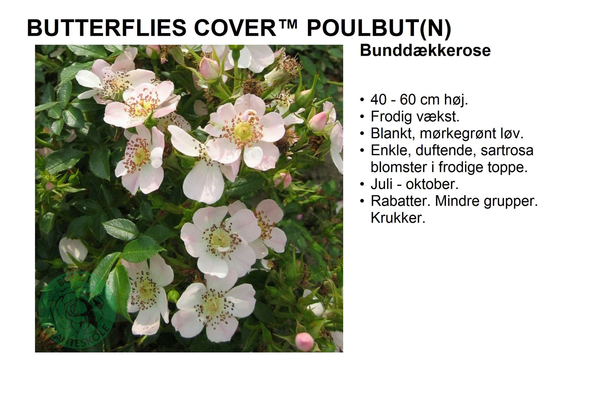 Bilde av Butterflies Cover®-Spanne Plantesalg