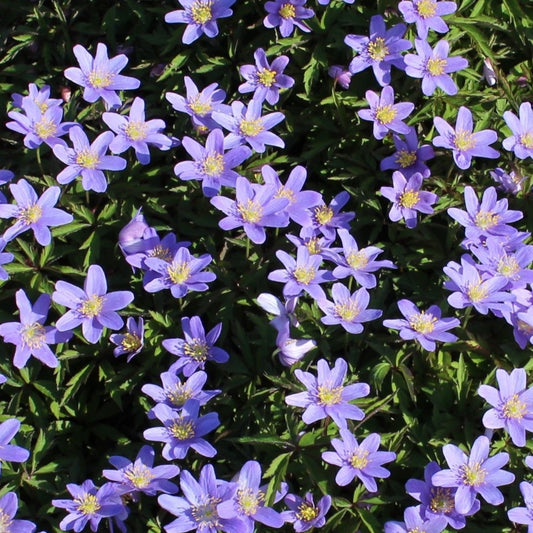 Bilde av Anemone nem. 'Royal Blue'-Spanne Plantesalg