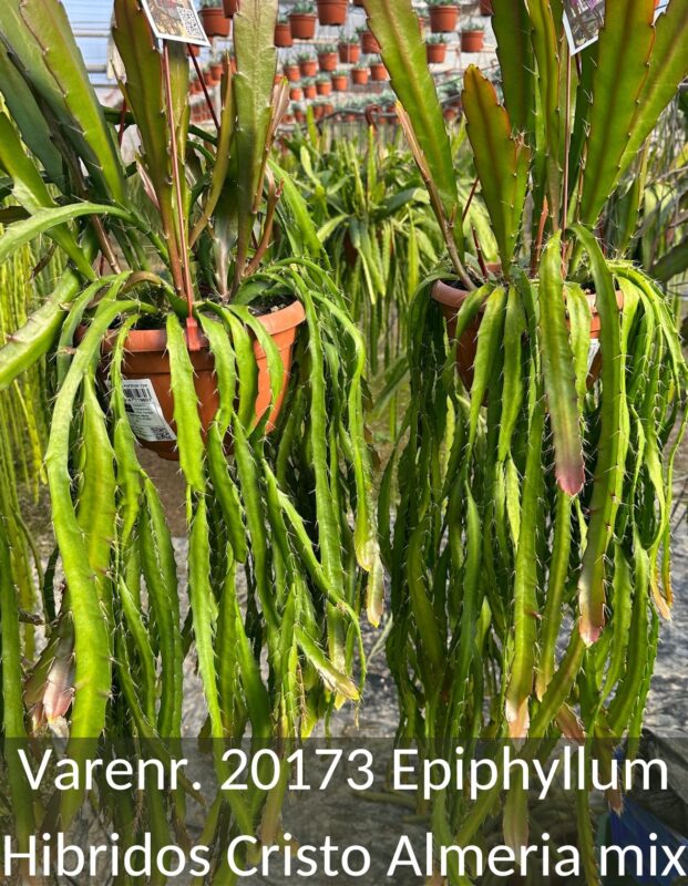 Bilde av EPIPHYLLUM-Spanne Plantesalg