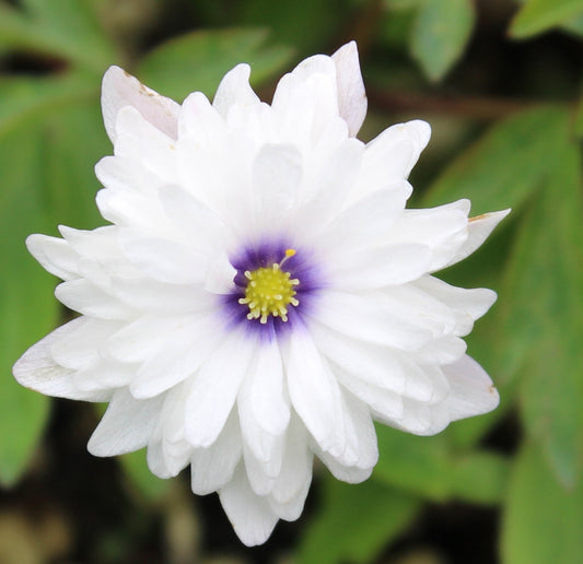 Bilde av Anemone nem. 'Blue Eyes'-Spanne Plantesalg