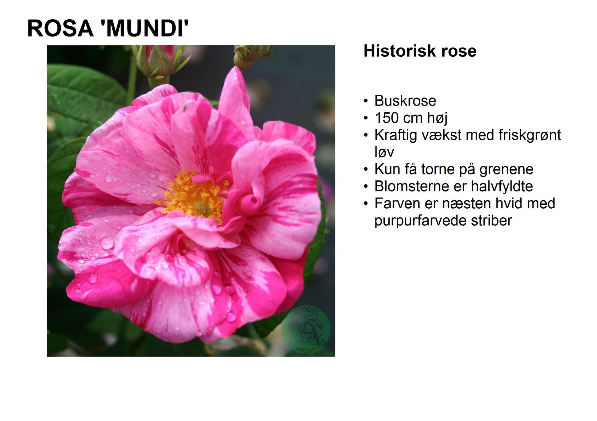 Bilde av Rosa Mundi-Spanne Plantesalg