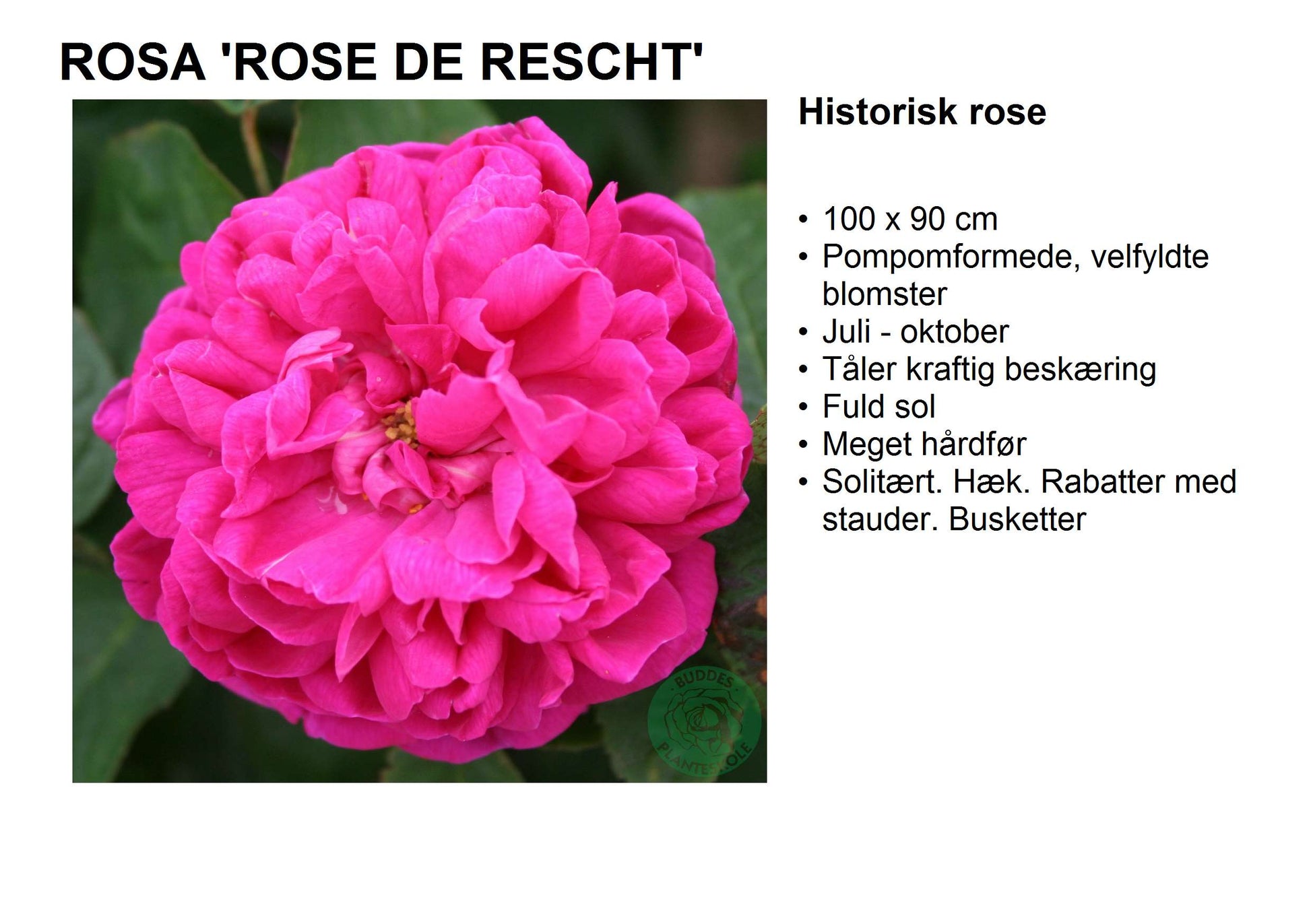 Bilde av Rose De Rescht-Spanne Plantesalg