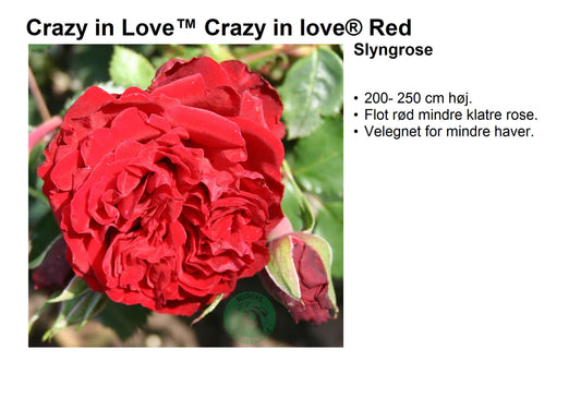 Bilde av Crazy In Love Tm R-Spanne Plantesalg