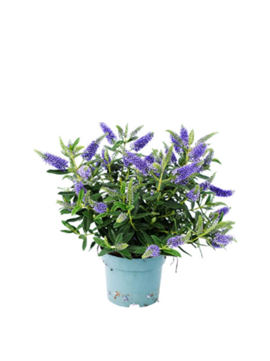 Bilde av HEBE-Spanne Plantesalg
