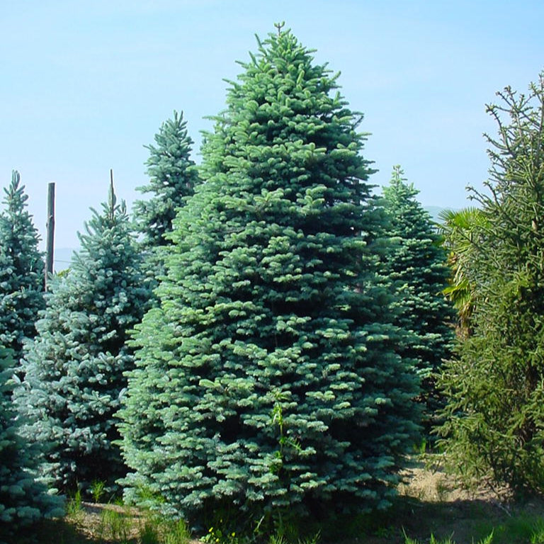 Bilde av Abies procera 'Glauca'-Spanne Plantesalg