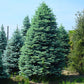 Bilde av Abies procera 'Glauca' C2,5-Spanne Plantesalg