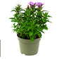 Bilde av GENTIANA SCABRA 'PINK ETERNITY'-Spanne Plantesalg