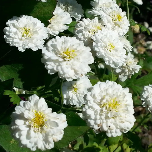 Bilde av Tanacetum parthenium-Spanne Plantesalg