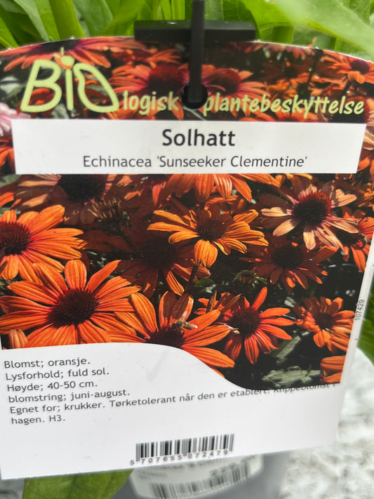 Bilde av Echinacea 'S Clementine'-Spanne Plantesalg