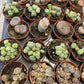 Lithops