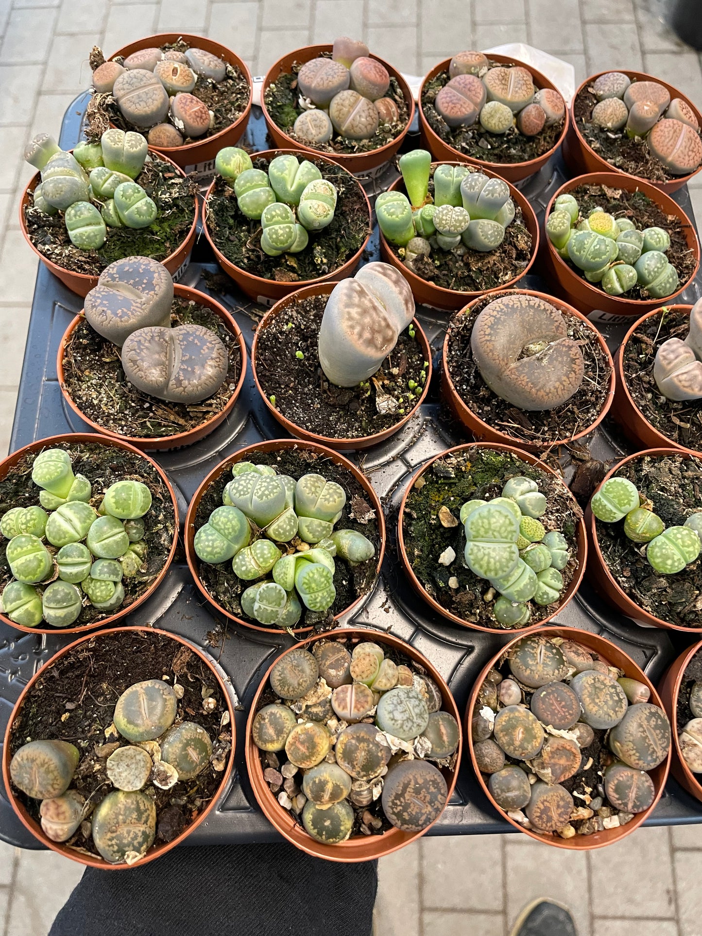 Lithops