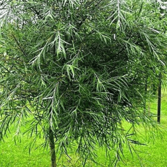 Bilde av Salix 'Palmowa'-Spanne Plantesalg