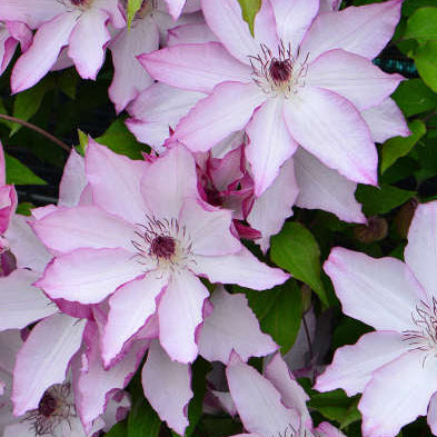 Bilde av Clematis 'Omoshiro'-Spanne Plantesalg