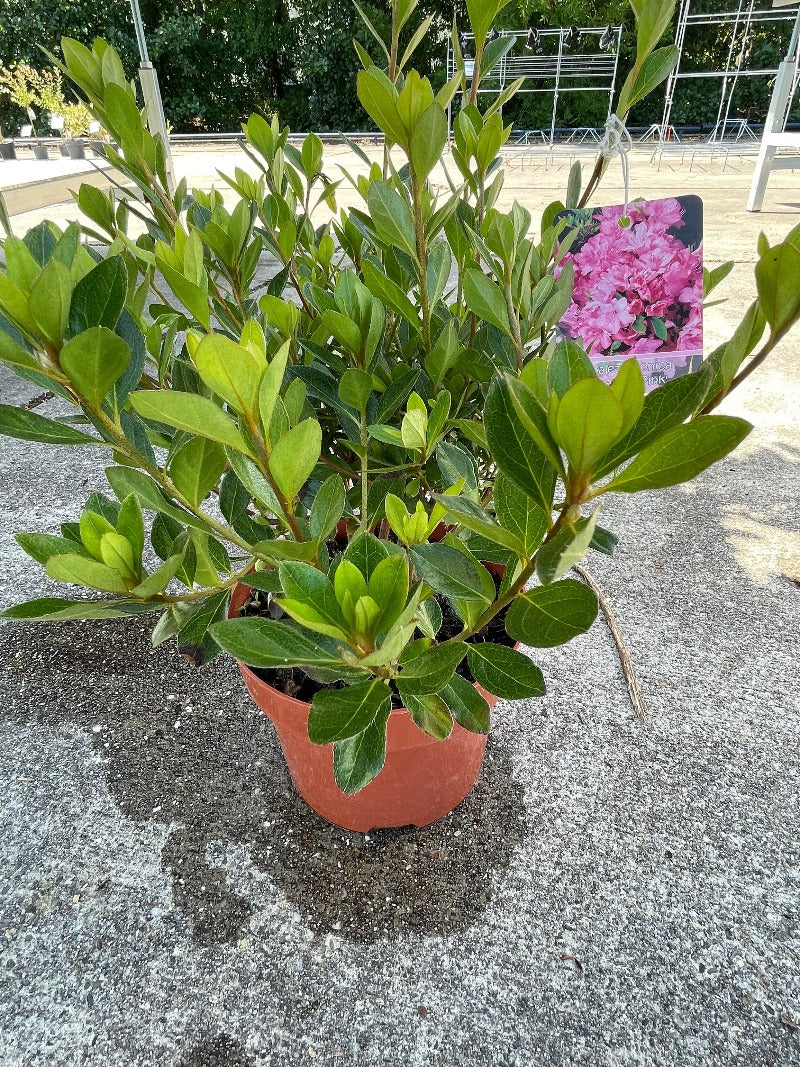 Bilde av Rhododendron (AJ) 'Blaauw's Pink'-Spanne Plantesalg