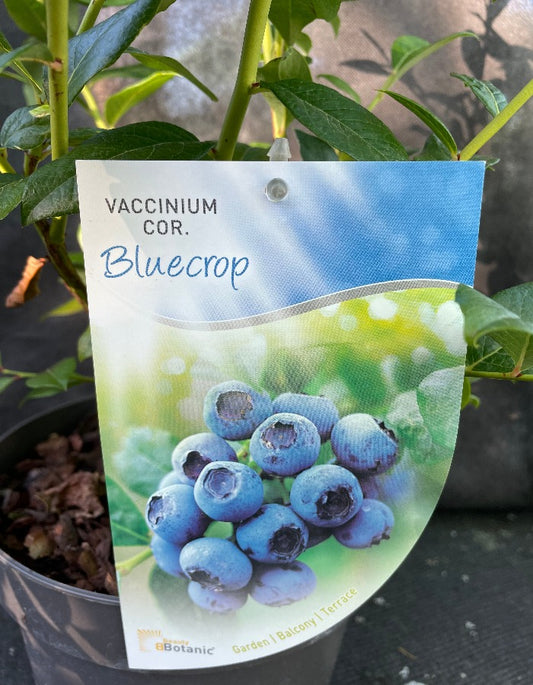 Bilde av Vaccinium cor. 'Bluecrop'-Spanne Plantesalg