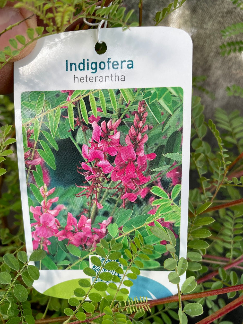 Bilde av Indigofera heterantha-Spanne Plantesalg