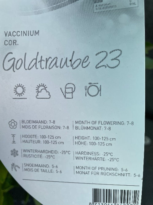 Bilde av Vaccinium cor. 'Goldtraube 23'-Spanne Plantesalg