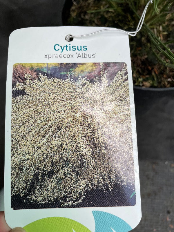 Bilde av Cytisus praecox 'Albus'-Spanne Plantesalg