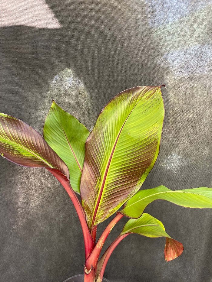 Bilde av Ensete ventricosum 'Maurelii'-Spanne Plantesalg