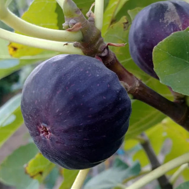 Bilde av Ficus carica 'Sultane'-Spanne Plantesalg