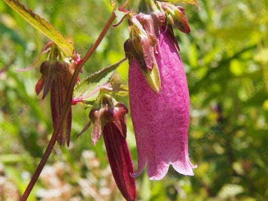 Bilde av Campanula punc. 'Rubra'-Spanne Plantesalg