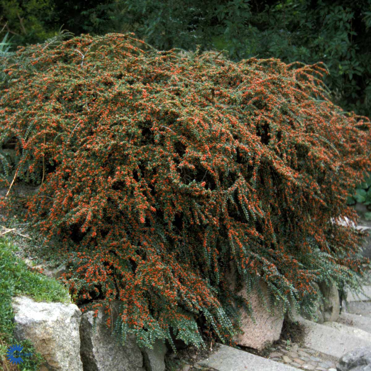 Bilde av Cotoneaster horizontalis 'Spred'-Spanne Plantesalg