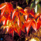 Bilde av Parthenocissus tri. Veitch Boskoop-Spanne Plantesalg
