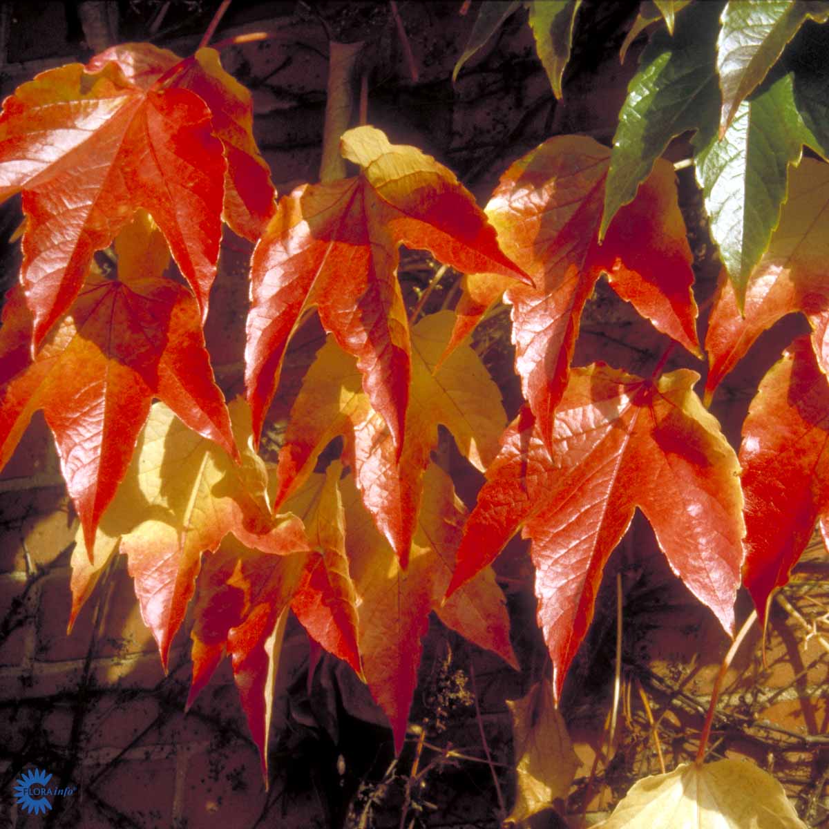 Bilde av Parthenocissus tri. Veitch Boskoop-Spanne Plantesalg