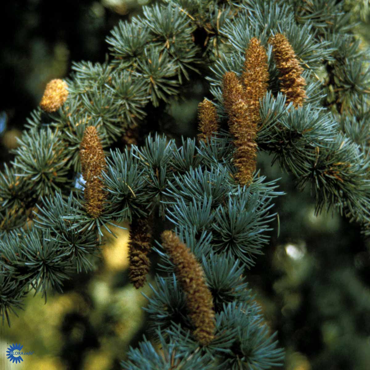 Bilde av Cedrus libani 'Glauca' C10-Spanne Plantesalg