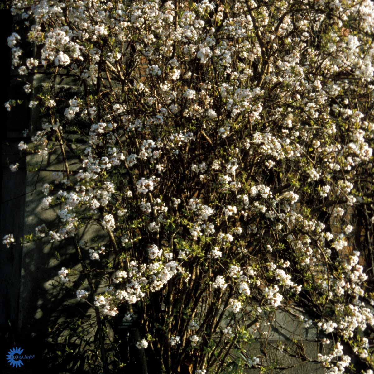 Bilde av Viburnum Farreri-Spanne Plantesalg