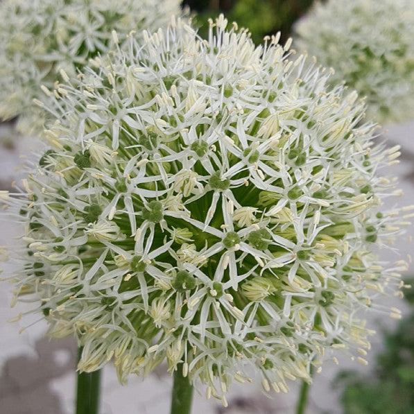 Bilde av Allium Mont Blanc-Spanne Plantesalg