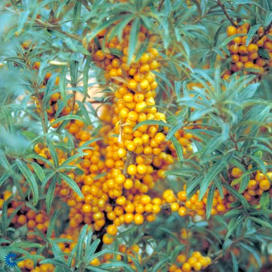 Bilde av Hippophae rhamnoides 'Friesdorfer Orange'-Spanne Plantesalg