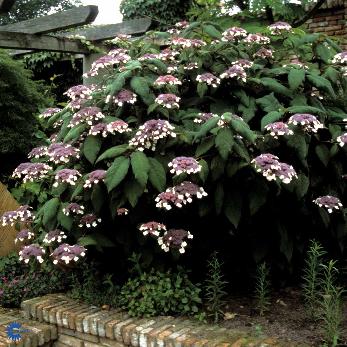 Bilde av Hydrangea aspera sargentiana-Spanne Plantesalg