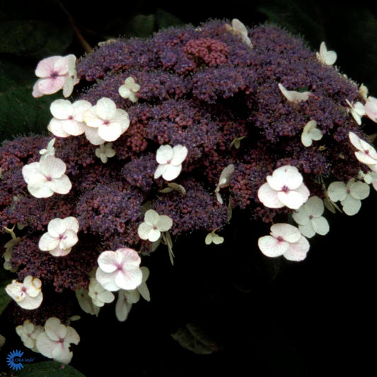 Bilde av Hydrangea aspera sargentiana-Spanne Plantesalg