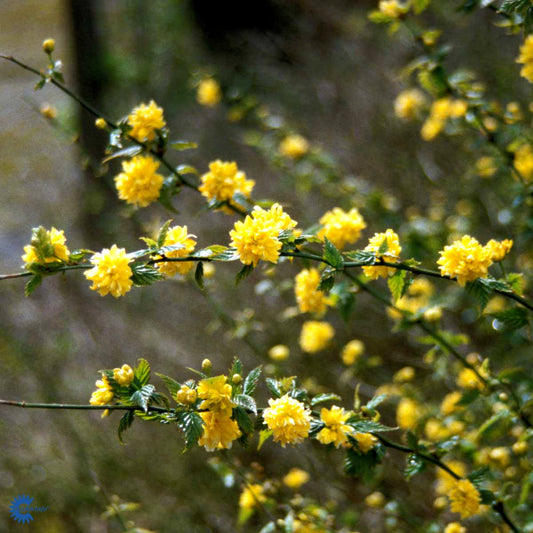 Bilde av Kerria jap. 'Pleniflora'-Spanne Plantesalg