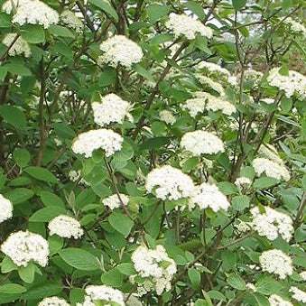 Bilde av Viburnum Lantana-Spanne Plantesalg