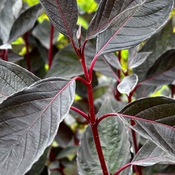 Bilde av Cornus alba Nightfall-Spanne Plantesalg