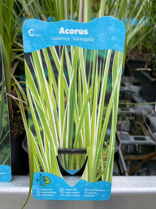 Bilde av Acorus cal. Variegatus-Spanne Plantesalg
