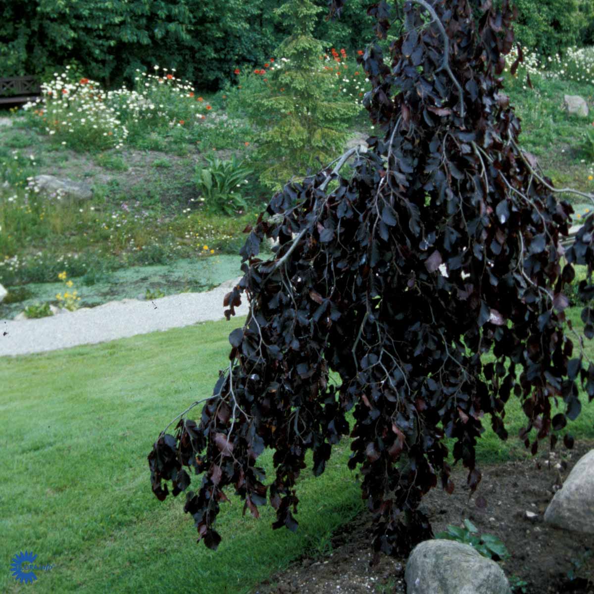 Bilde av Fagus syl. 'Purpurea Pendula' 150-175cm kl-Spanne Plantesalg